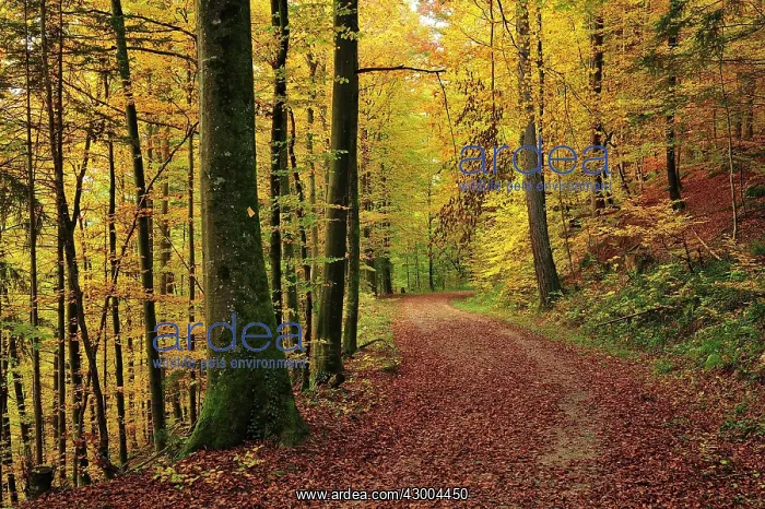 : Beech Forest autumn : Beech Forest autumn