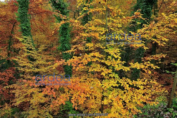 : Beech forest autumn : Beech forest autumn
