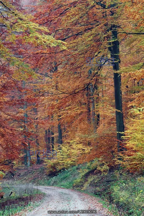 : Beech Forest - in autumn colour : Beech Forest - in autumn colour