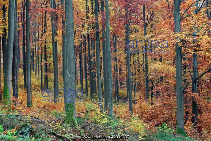 : Beech Forest - in autumn colour : Beech Forest - in autumn colour