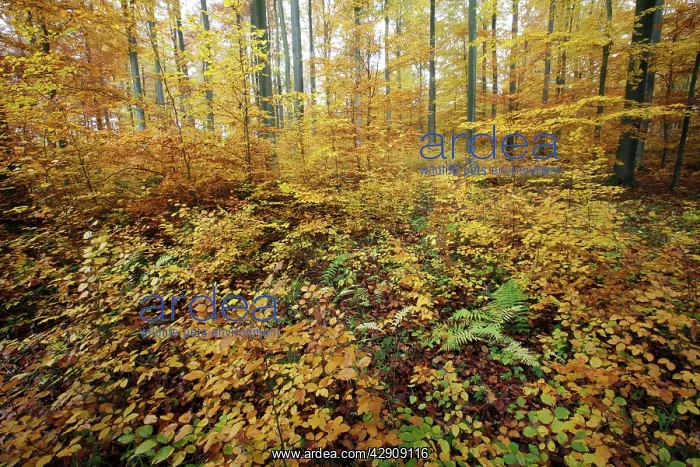 : Beech Forest - in autumn colour : Beech Forest - in autumn colour