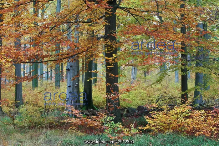: Beech Forest - in autumn colour : Beech Forest - in autumn colour
