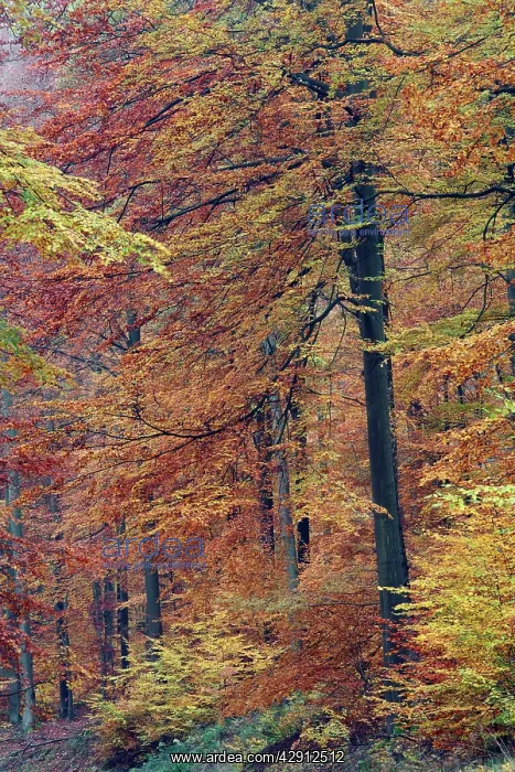 : Beech Forest - in autumn colour : Beech Forest - in autumn colour