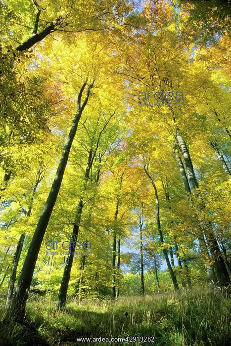 : Beech Forest - in autumn colour : Beech Forest - in autumn colour