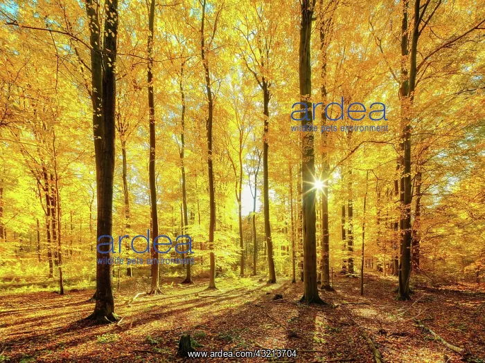 : Beech forest in autumn, sun shining through the : Beech forest in autumn, sun shining through the