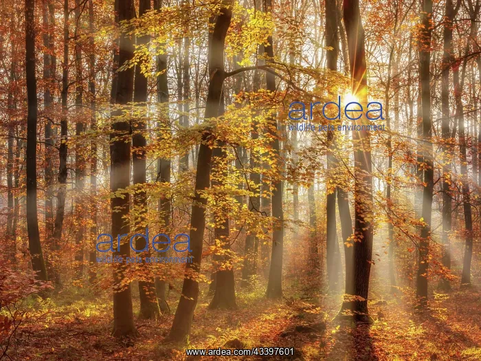 : Beech forest in autumn, sun shining through fog : Beech forest in autumn, sun shining through fog