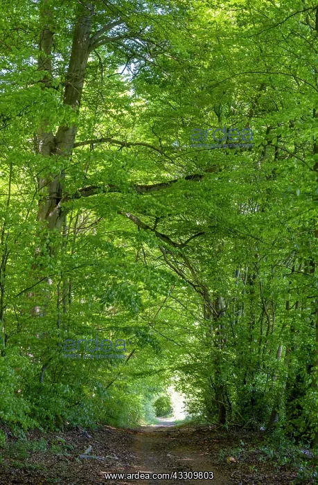  : Beech forest, beech trees (Fagus) in Reitlingstal
