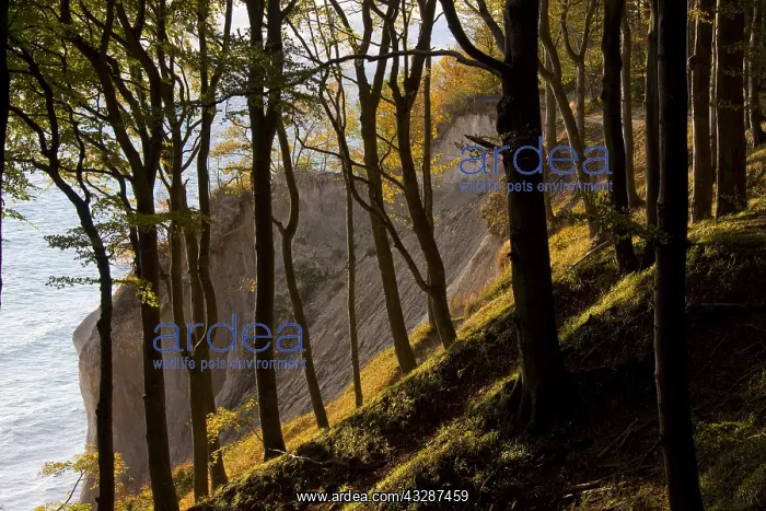 : Beech forest and chalk cliffs at National Park Jasmund : Beech forest and chalk cliffs at National Park Jasmund