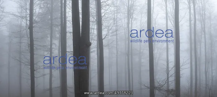 : Beech forest in dense fog, Upper Palatinate : Beech forest in dense fog, Upper Palatinate