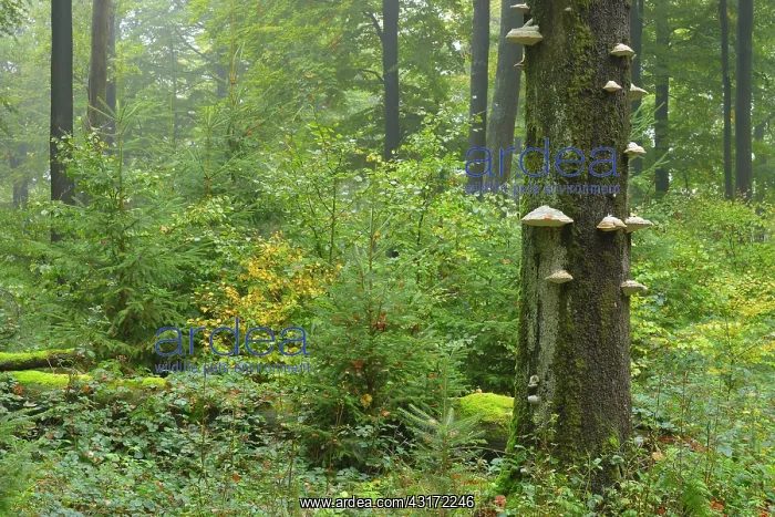 : Beech forest (Fagus sylvatica) in autumn, Spessart : Beech forest (Fagus sylvatica) in autumn, Spessart