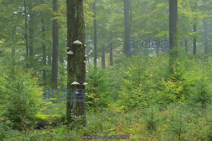 : Beech Forest (Fagus sylvatica) in autumn, Spessart : Beech Forest (Fagus sylvatica) in autumn, Spessart