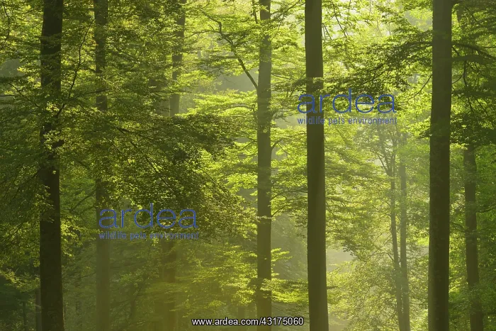 : Beech forest (Fagus sylvatica) in early morning : Beech forest (Fagus sylvatica) in early morning