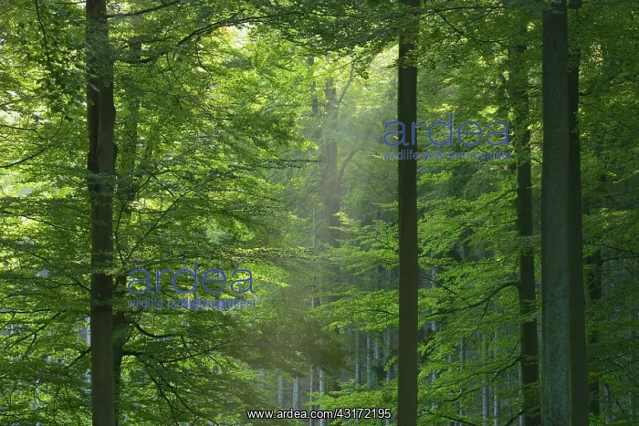 : Beech forest (Fagus sylvatica), Spessart, Bavaria : Beech forest (Fagus sylvatica), Spessart, Bavaria