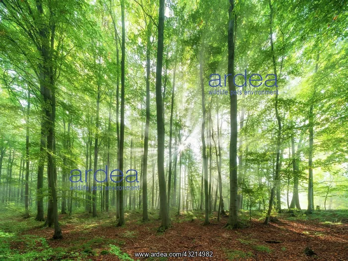 : Beech forest flooded with light, sun shining through : Beech forest flooded with light, sun shining through