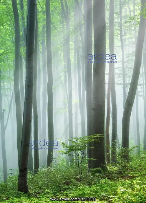 : Beech forest flooded with light, sun shining through : Beech forest flooded with light, sun shining through