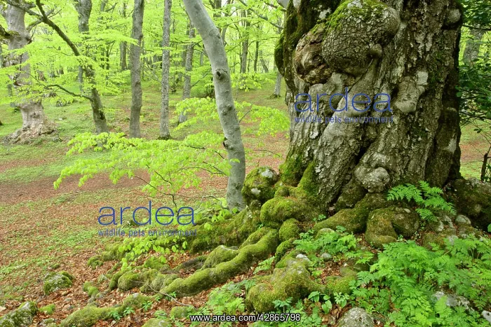  : Beech forest - giant specimen in Bosco di Sant