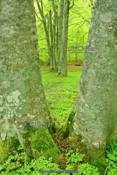 : Beech forest - two giant specimen framing others : Beech forest - two giant specimen framing others