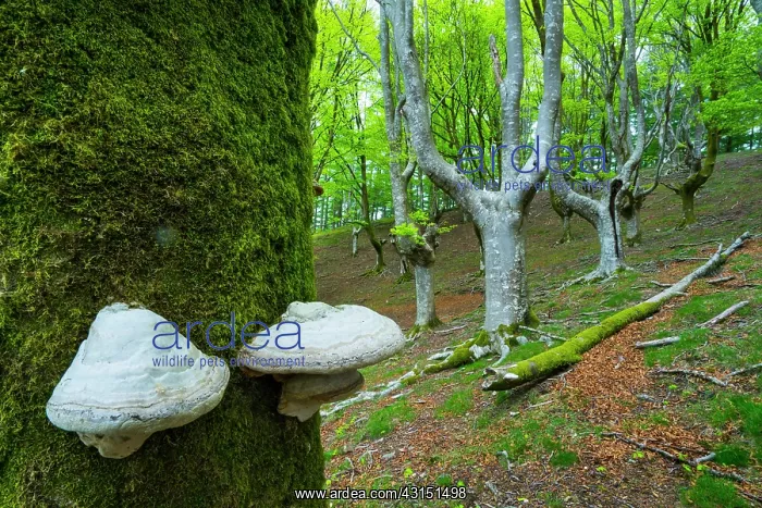 : Beech forest, Oianleku, Penas de Aia Natural Park : Beech forest, Oianleku, Penas de Aia Natural Park