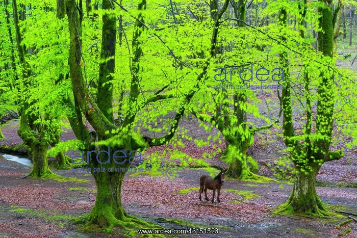 : Beech forest, Otzarreta beech forest, Gorbeia Natural : Beech forest, Otzarreta beech forest, Gorbeia Natural