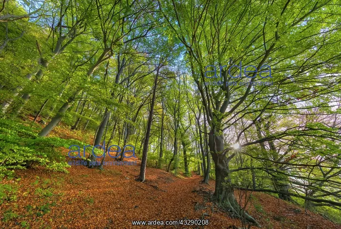 : Beech forest - small path leading through sunlit old-growth : Beech forest - small path leading through sunlit old-growth