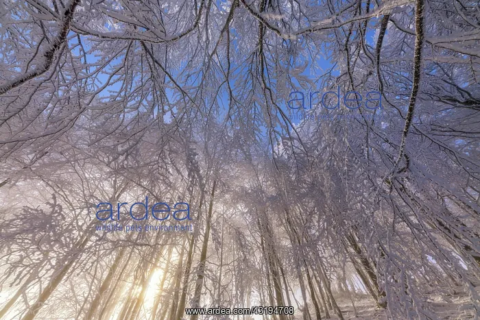 : Beech forest after a snow squall, Massif du Grand : Beech forest after a snow squall, Massif du Grand