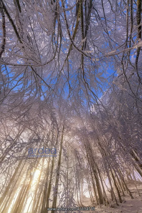 : Beech forest after a snow squall, Massif du Grand : Beech forest after a snow squall, Massif du Grand