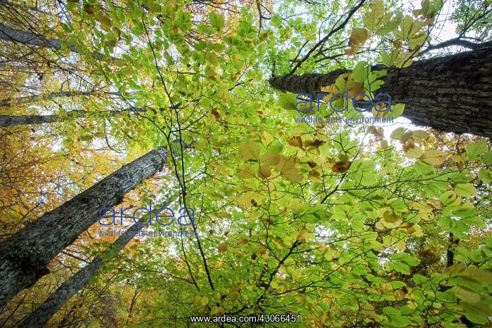 : Beech forest, Soto Sajambre, Picos de Europa Regional : Beech forest, Soto Sajambre, Picos de Europa Regional