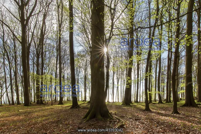 : Beech Forest spring : Beech Forest spring