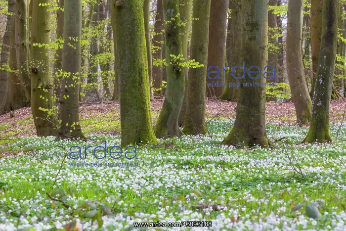 : Beech Forest spring : Beech Forest spring