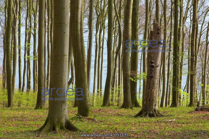 : Beech Forest spring : Beech Forest spring