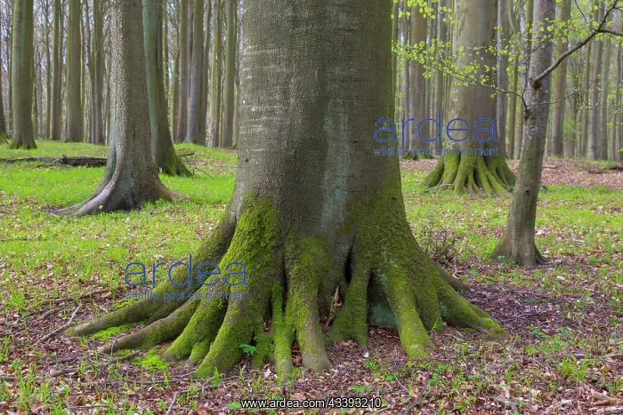 : Beech Forest spring : Beech Forest spring