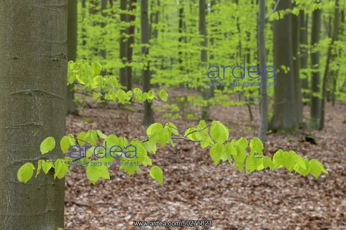 : Beech forest spring : Beech forest spring