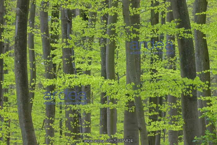 : Beech forest spring : Beech forest spring