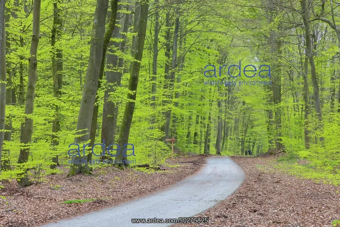 : Beech forest spring : Beech forest spring