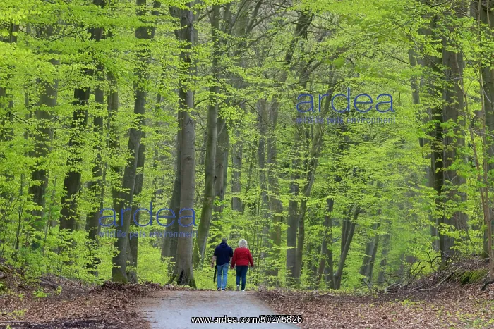 : Beech forest spring : Beech forest spring