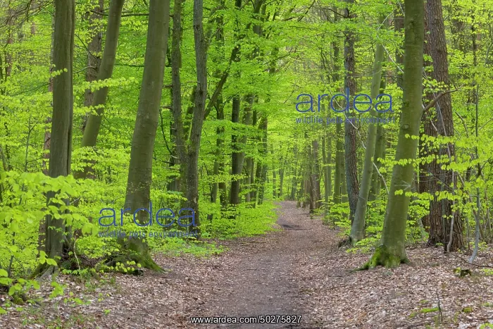 : Beech forest spring : Beech forest spring