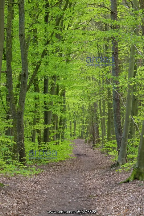 : Beech forest spring : Beech forest spring