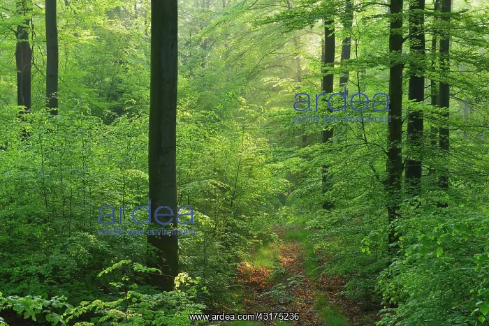 : Beech Forest in Spring, Fagus sylvatica, Spessart : Beech Forest in Spring, Fagus sylvatica, Spessart