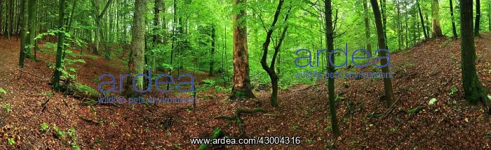  : Beech forest summer
