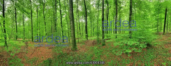 : Beech forest summer : Beech forest summer
