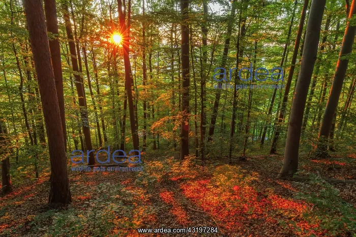  : Beech forest - last sunrays of the day penetrating a beech f