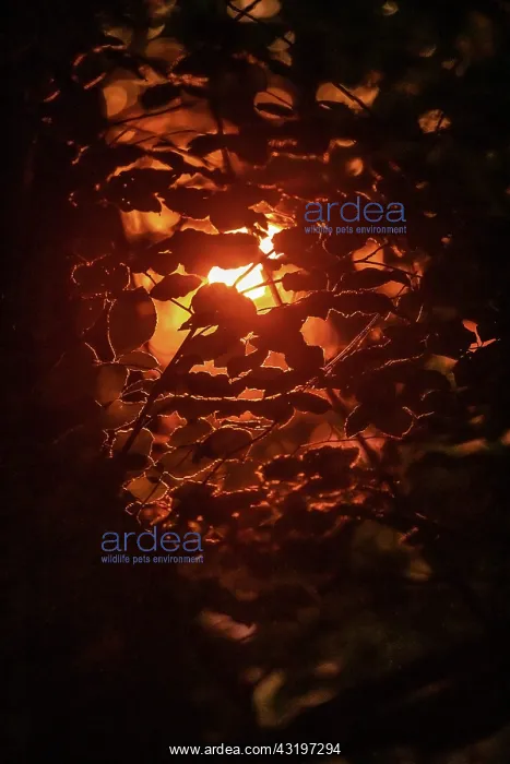 : Beech forest - last sunrays of the day penetrating a beech f : Beech forest - last sunrays of the day penetrating a beech f