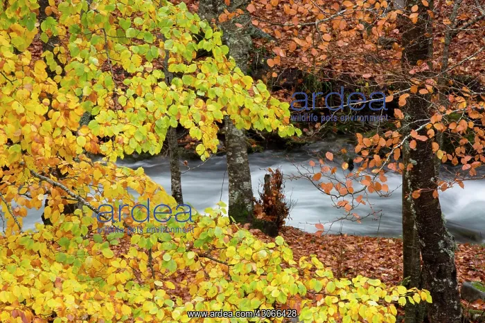 : Beech forest, Trapa Valley, Picos de Europa Regional : Beech forest, Trapa Valley, Picos de Europa Regional