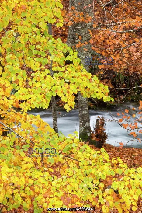 : Beech forest, Trapa Valley, Picos de Europa Regional : Beech forest, Trapa Valley, Picos de Europa Regional