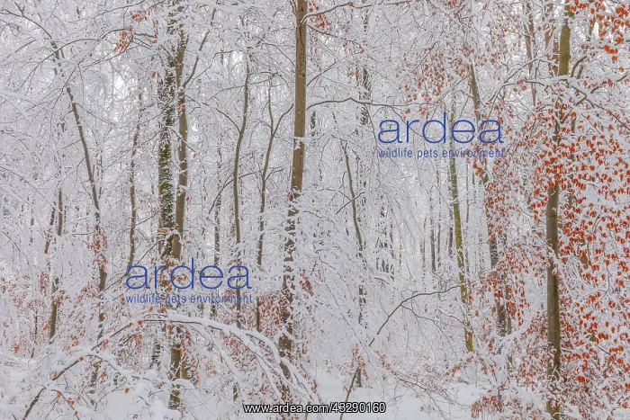 : Beech forest winter - thick by snow covered beech trees in a : Beech forest winter - thick by snow covered beech trees in a
