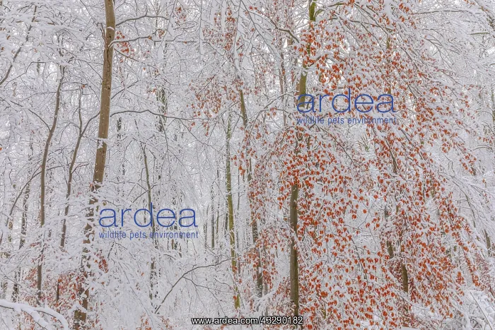 : Beech forest winter - thick by snow covered beech trees in a : Beech forest winter - thick by snow covered beech trees in a