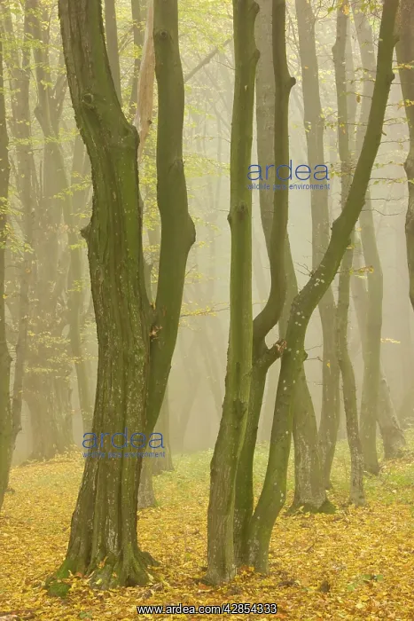 : Beech and hornbeam woodland in the mist : Beech and hornbeam woodland in the mist