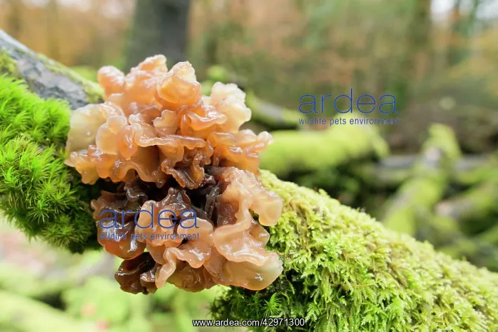 : Beech Jellydisc Fungi - Autumn : Beech Jellydisc Fungi - Autumn