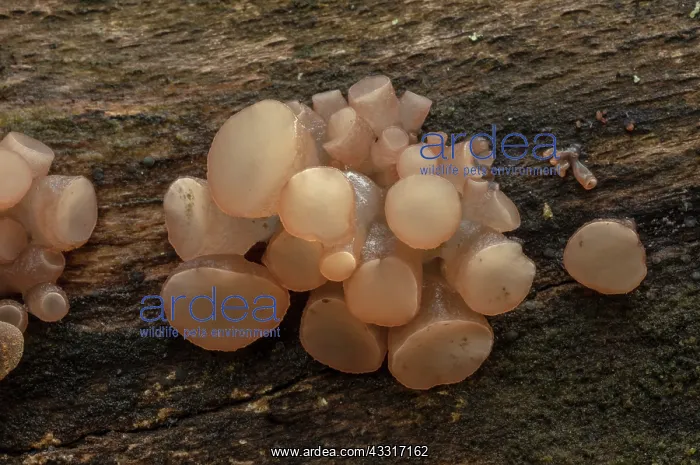 : Beech Jellydisc, Neobulgaria pura, growing on fallen : Beech Jellydisc, Neobulgaria pura, growing on fallen