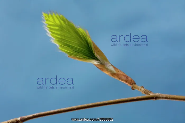  : Beech leafIs bud